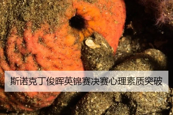 si-nuo-ke-ding-jun-hui-ying-jin-sai-jue-sai-xin-li-su-zhi-tu-po-2-312.jpg